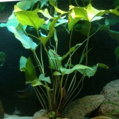 Anubias Gracilis 2