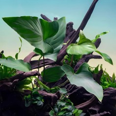 Anubias Hastifolia 2