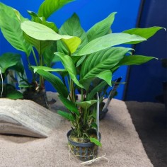 Anubias Heterophylla 2