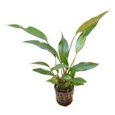 Anubias Lanceolata (Longifolia) 2