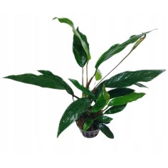 Anubias Lanceolata (Longifolia)