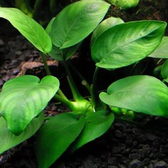 Anubias Nana 2
