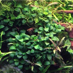 Anubias Nana Bonsai 2