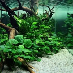 Anubias Nana Coin ("Round Leaf") 2