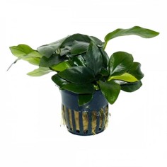 Anubias Nana Marina
