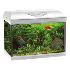 Amtra Basic LED 40 Bianco - Acquario con filtro e...