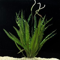 Aponogeton Crispus 2