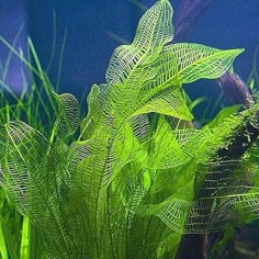 Aponogeton Fenestralis (Madagascariensis) 2