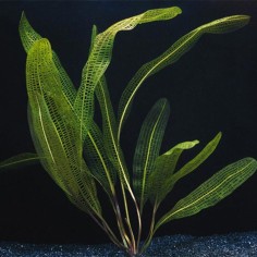 Aponogeton Henkelianus 2