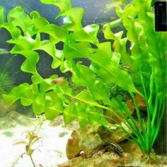 Aponogeton Ulvaceus 2