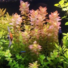 Bacopa Amplexicaulis 2