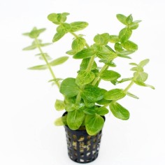 Bacopa Lanigera (Variegata)