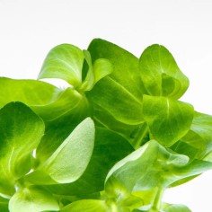 Bacopa Lanigera (Variegata) 2