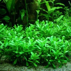 Bacopa Monnieri Compacta 2