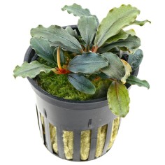 Bucephalandra "Mini Red"