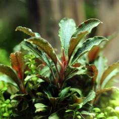 Bucephalandra "Mini Red" 2