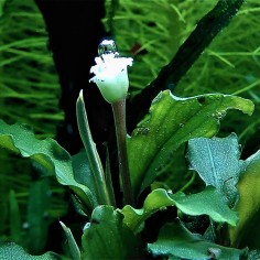 Bucephalandra Green Velvet 2