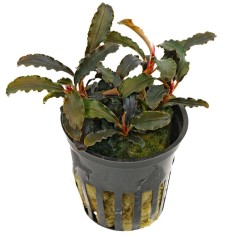 Bucephalandra Kedagang