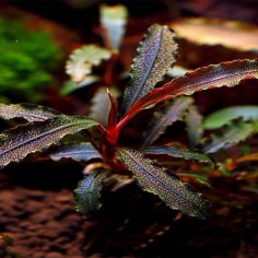 Bucephalandra Kedagang 2