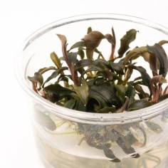 Bucephalandra Kedagang in vitro