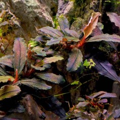 Bucephalandra Lamandau 2