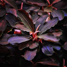 Bucephalandra Theia 2