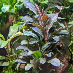 Bucephalandra Theia Green 2