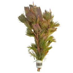 Cabomba Furcata (Piauhyensis)