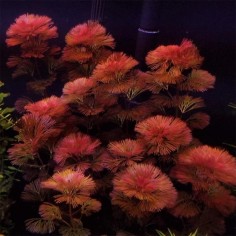 Cabomba Furcata (Piauhyensis) 2