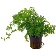 Ceratopteris Siliquosa