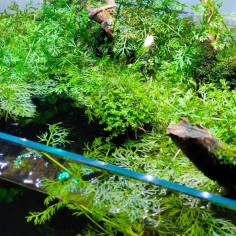 Ceratopteris Siliquosa 2