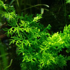 Ceratopteris Thalictroides 2