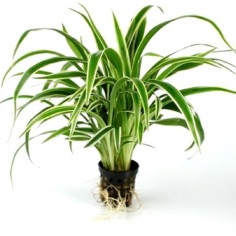 Chlorophytum bichetii