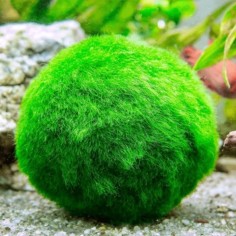 Cladophora Aegagrophila Small Ø2cm - 1 pezzo 2