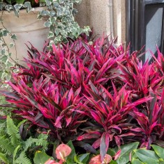 Cordyline Red Edge 2
