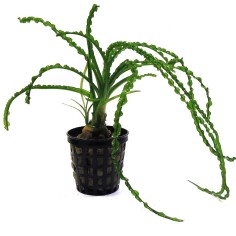 Crinum Calamistratum