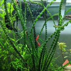 Crinum Calamistratum 2