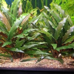 Cryptocoryne Beckettii 2