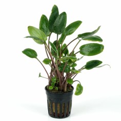 Cryptocoryne Bullosa