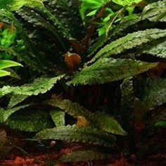 Cryptocoryne Bullosa 2
