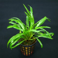 Cryptocoryne Costata 2