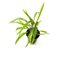 Cryptocoryne Crispatula Balansae