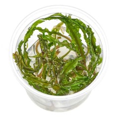 Cryptocoryne Crispatula var. Balansae in vitro