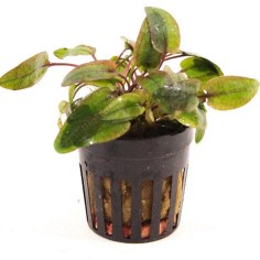 Cryptocoryne Flamingo