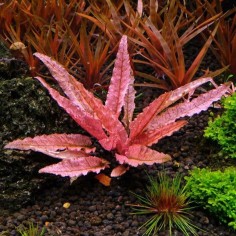 Cryptocoryne Flamingo 2
