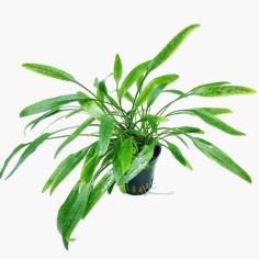 Cryptocoryne × Willisii 'Lucens'
