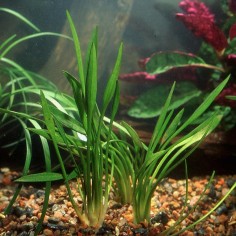 Cryptocoryne × Willisii 'Lucens' 2