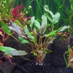 Cryptocoryne Lutea 2