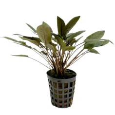 Cryptocoryne Moehlmannii