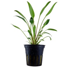 Cryptocoryne Nevillii